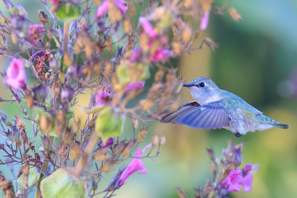Anna's Hummingbird
