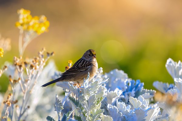 Golden-crowned Sparrow
