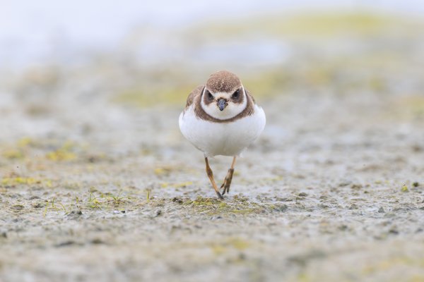 Semipalmated Plover