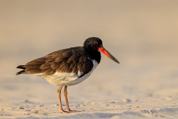 American Oystercatcher