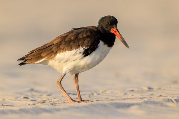 American Oystercatcher