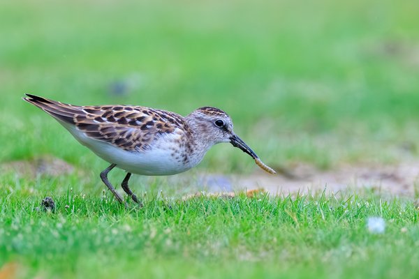 Least Sandpiper