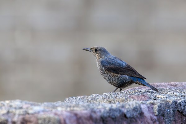 Blue Rock Thrush