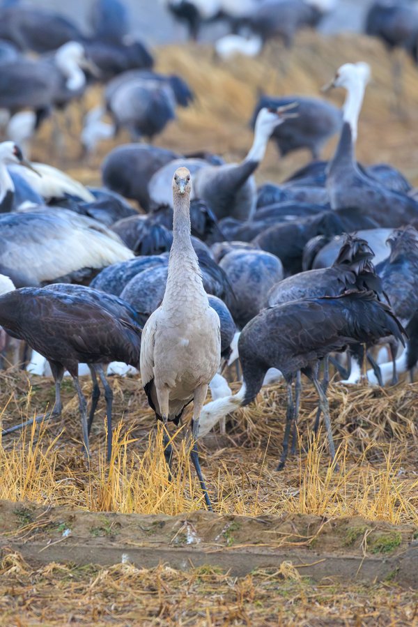 Sandhill Crane