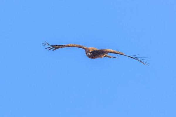 Black Kite