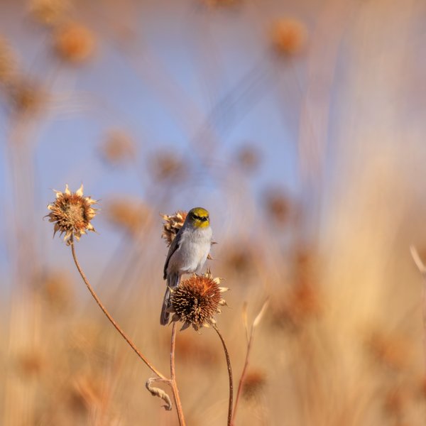 Verdin