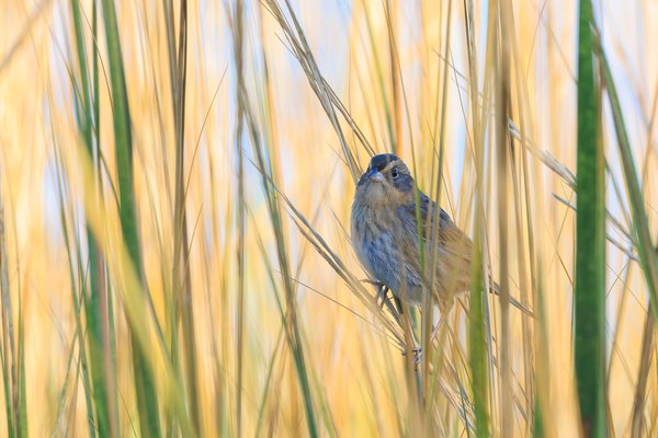 Nelson's Sparrow