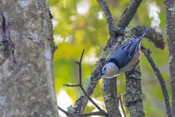 White-breasted Nuthatch