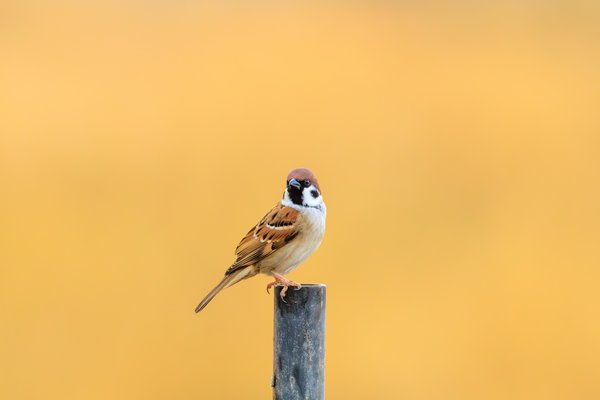 Eurasian Tree Sparrow