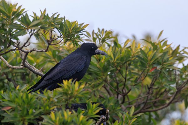 Rook
