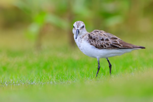 Semipalmated Sandpiper