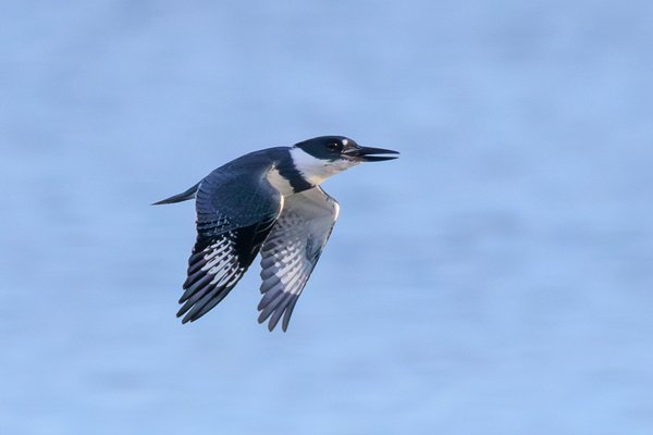 Belted Kingfisher