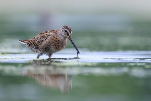 Short-billed Dowitcher