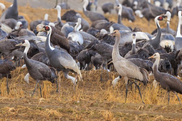 White-naped Crane