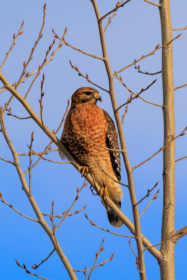 Red-shouldered Hawk