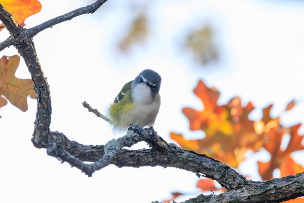 Blue-headed Vireo