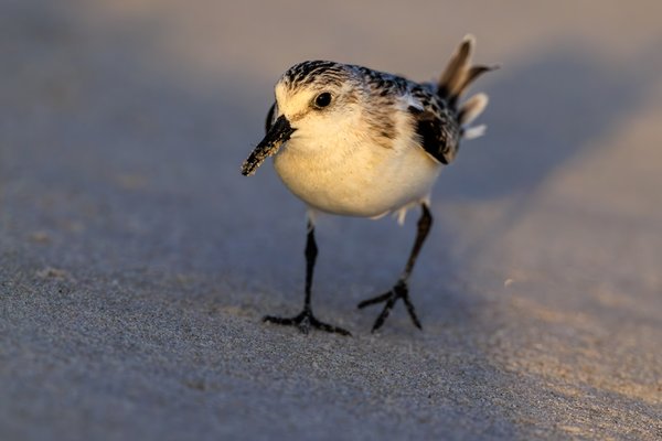 Semipalmated Sandpiper