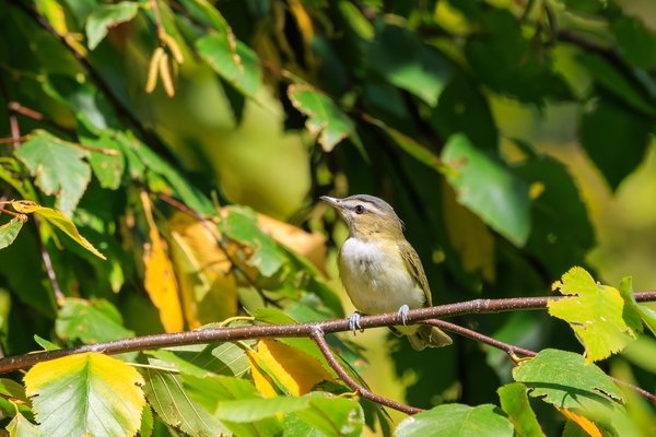 Red-eyed Vireo