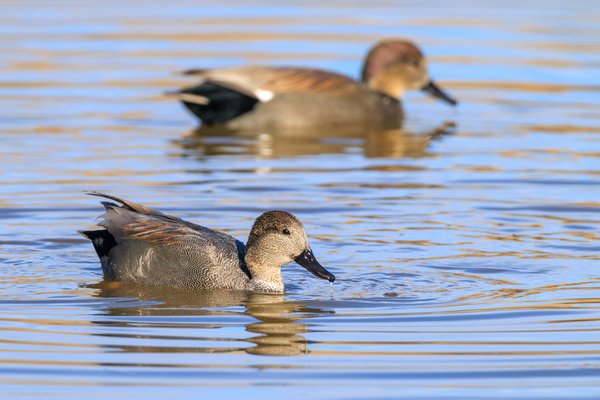 Gadwall