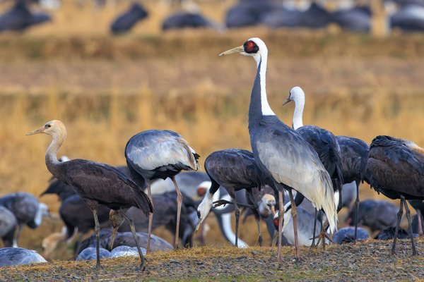White-naped Crane