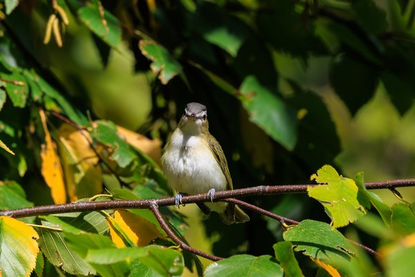 Red-eyed Vireo