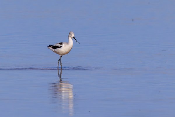 American Avocet