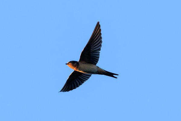 Barn Swallow