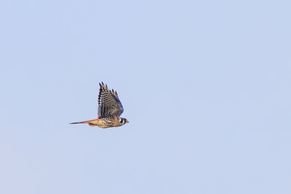 American Kestrel