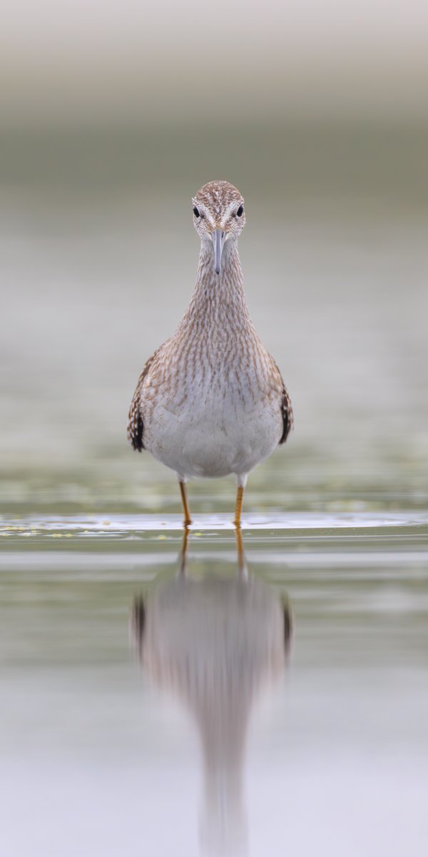 Lesser Yellowlegs