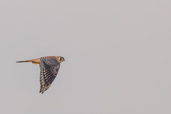 American Kestrel
