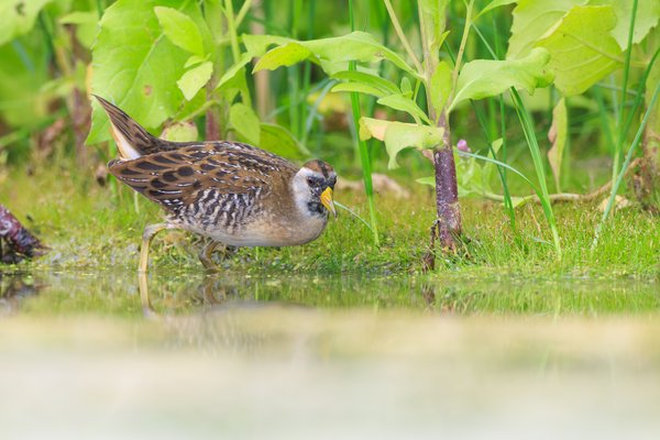 Sora