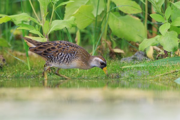 Sora