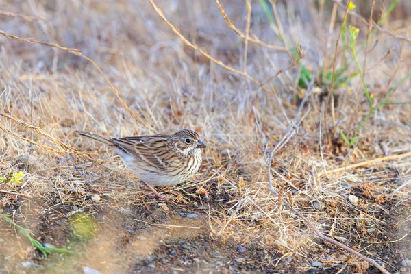 Vesper Sparrow
