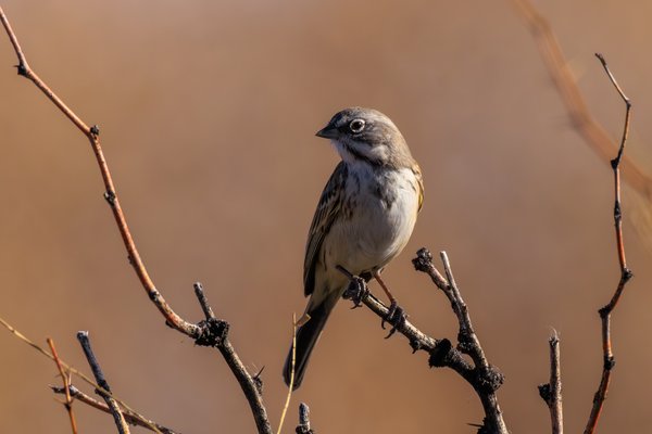 Sagebrush Sparrow