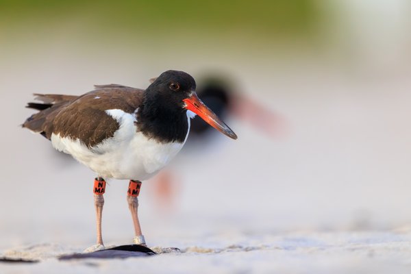 American Oystercatcher