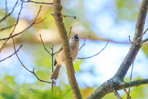 Tufted Titmouse