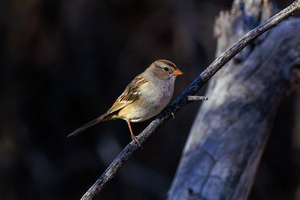 White-crowned Sparrow