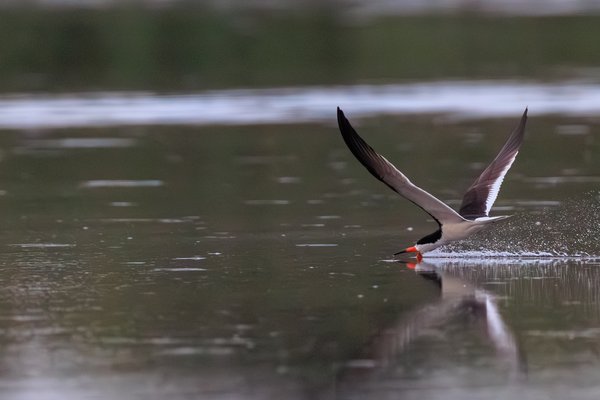 Black Skimmer