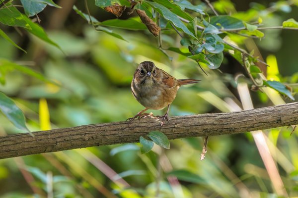 Swamp Sparrow