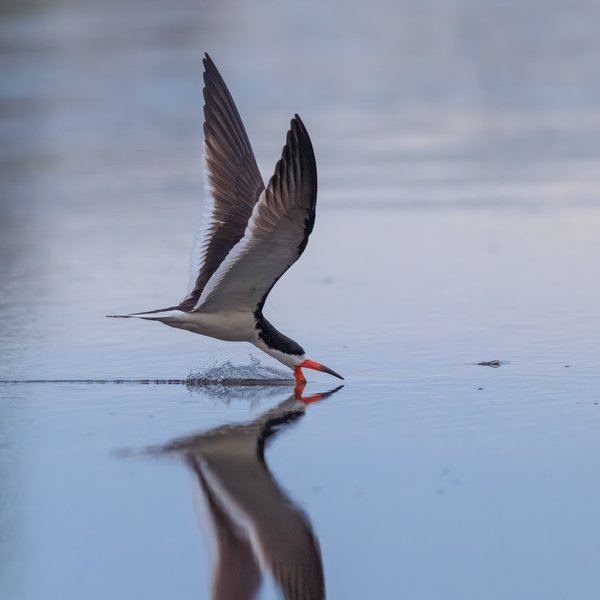 Black Skimmer