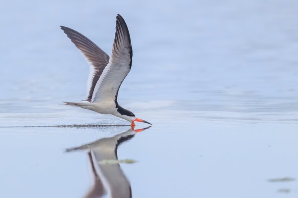 Black Skimmer