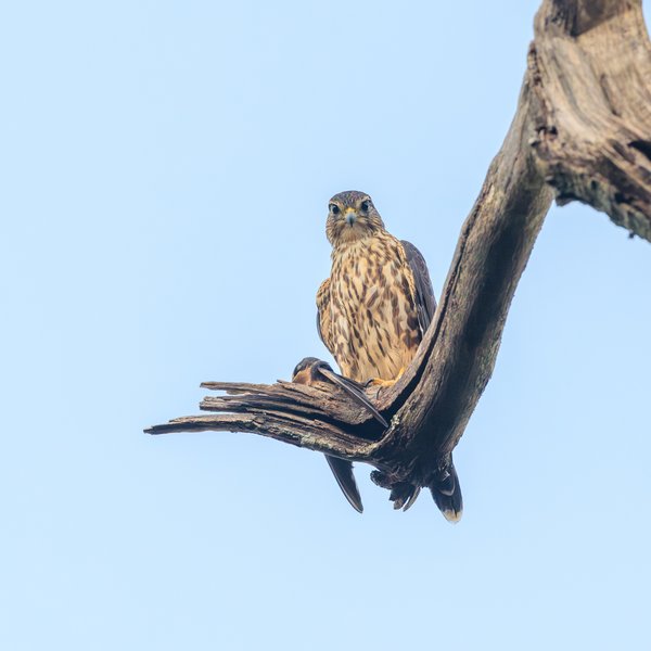 Merlin