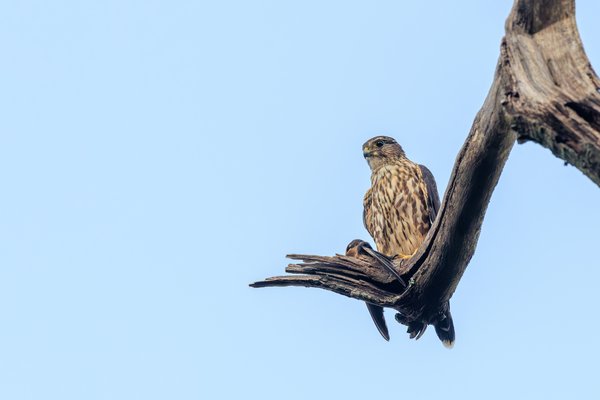 Merlin