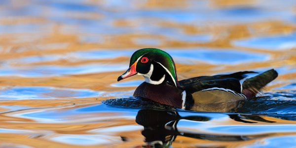 Wood Duck