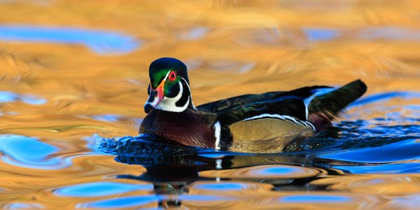 Wood Duck