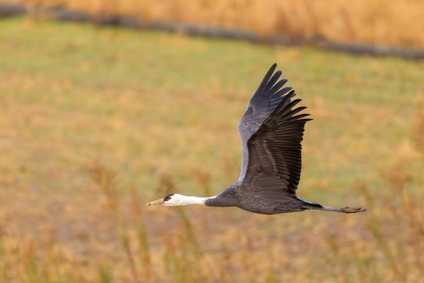 White-naped Crane