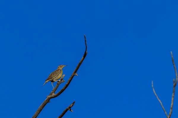 Western Meadowlark