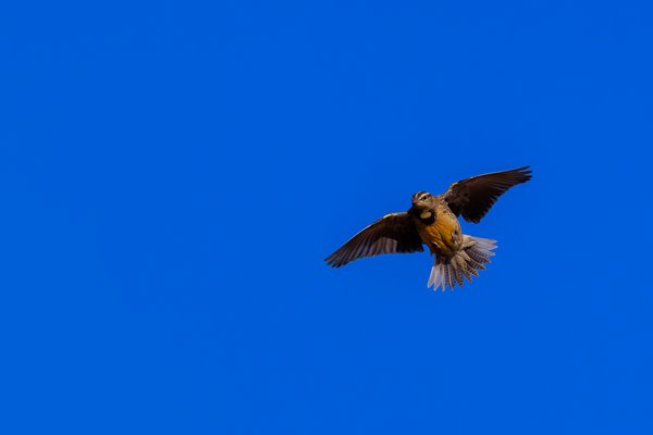 Western Meadowlark
