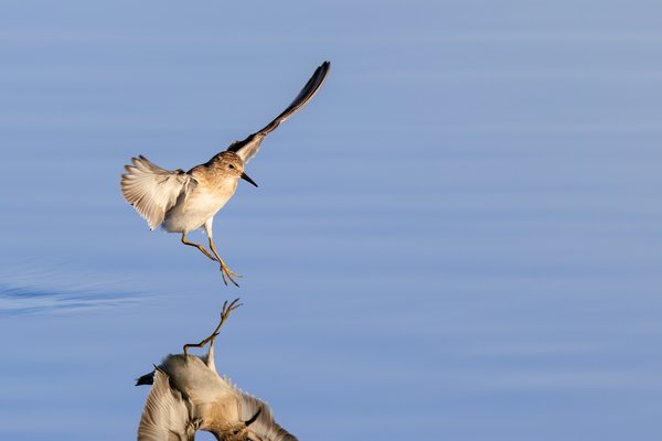 Least Sandpiper