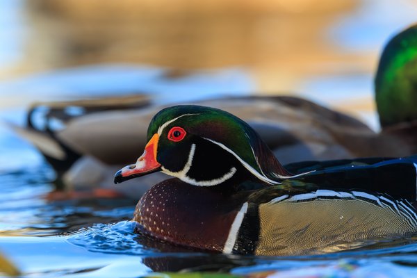 Wood Duck